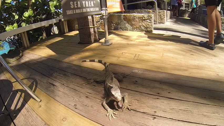 Close up shot of an Iguana on a tropical island.