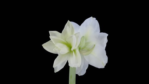 Time-lapse of opening white "Alfresco" amaryllis Christmas flower 4x4 in Ultra-HD 4K PNG+ format with alpha transparency channel isolated on black background.

