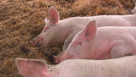 Happy pigs sleeping in straw