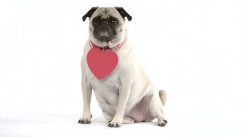 Two shots (one medium, one close-up) of a cute pug dog wearing a blank heart around its neck. Words can be superimposed on the heart.
