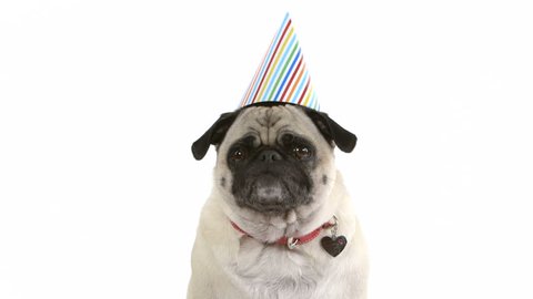 A cute pug dog in a birthday hat burps and then licks her lips.