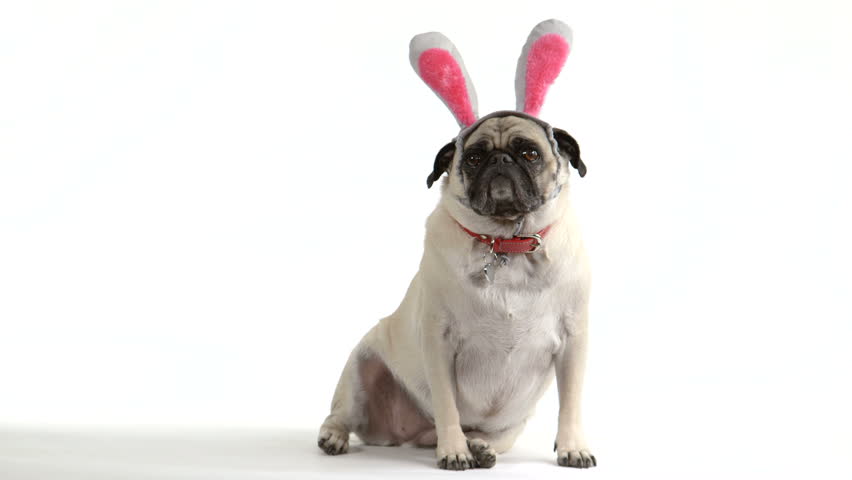 Two shots (one wide, one close-up) of a cute pug dog wearing Easter bunny ears Royalty-Free Stock Footage #6223781