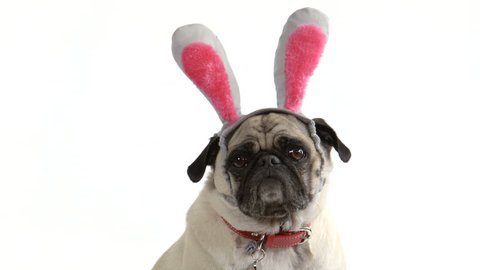 Two shots (one wide, one close-up) of a cute pug dog wearing Easter bunny ears