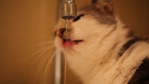 cat drinks water from the tap current