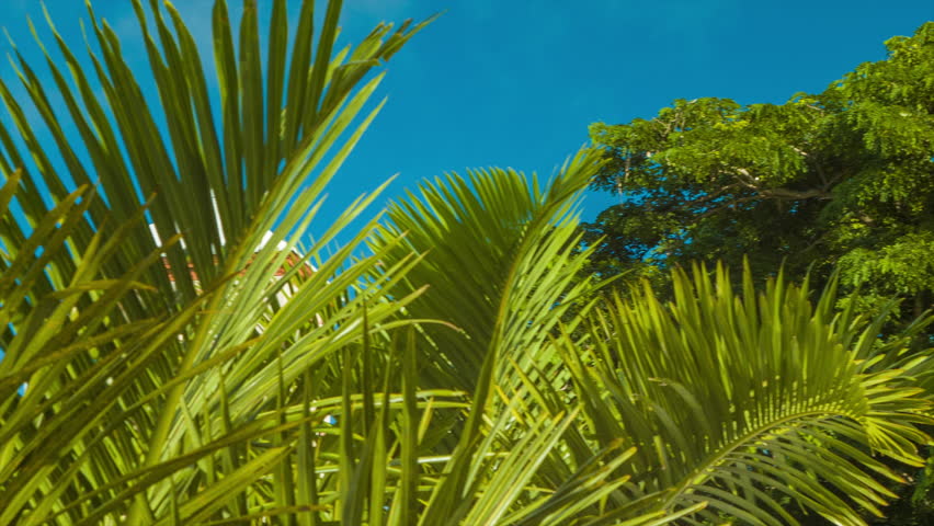A Tower from the Bermudian Parliament Building Nestled Amongst Green Palm Trees with a Blue Sky Background in the City of Hamilton, Bermuda.