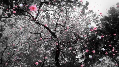 4K Springtime Blossoming Trees Flowers and Petals Falling lowangle real footage and cg composite
4K 3840 x 2160 ultra high defintion