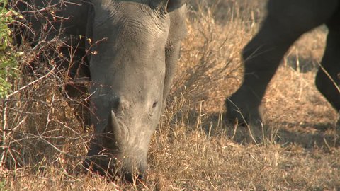 A white rhinoceros foraging