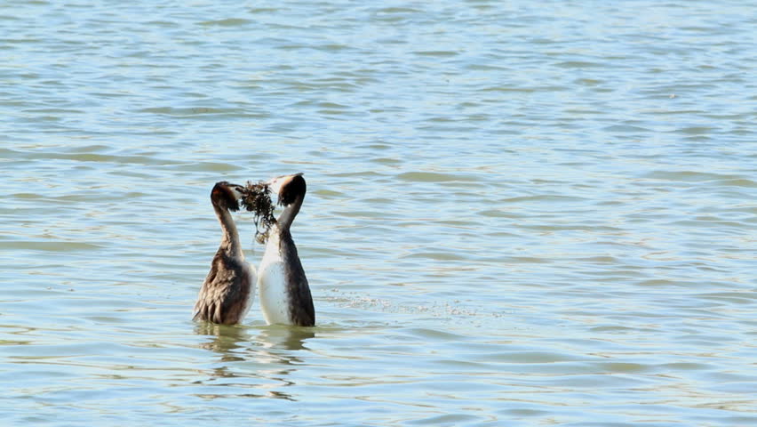 Great Crested Grebe stand vertically in the water, in the "penguin pose", holding in its beak beams algae and offer each other as a gift Royalty-Free Stock Footage #6235364