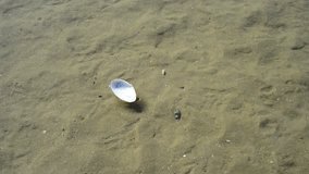 shell drifting slowly in the ocean 