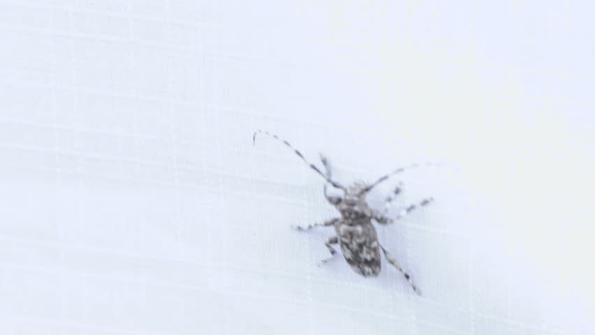 Spotted gray lumberjack beetle crawling on fabric
