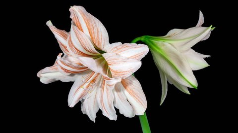 Timelapse of a special type of Amaryllis blooming on black background  in 4K 
