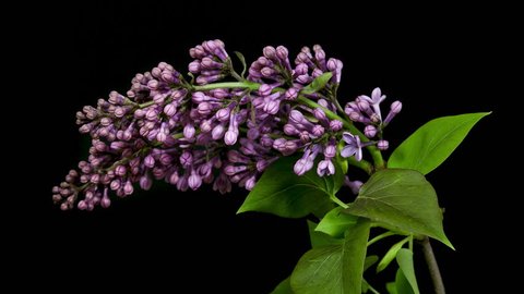 Timelapse of violet lilac blooming on black background
 in 4K (4096x2304) 
