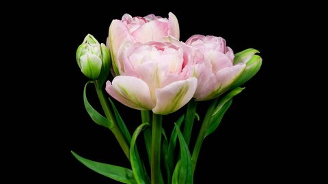 Timelapse of bunch of light pink double peony tulip flowers blooming on black background
 in 4K (4096x2304) 
