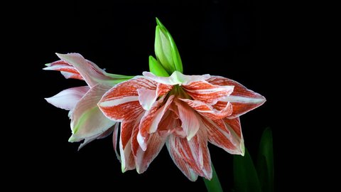  Timelapse of a special type of Amaryllis blooming on black background
in 4K (4096x2304) 