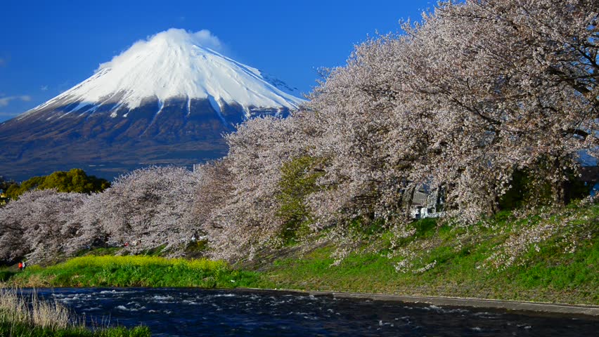 Mt Fuji and Sakura Stock Footage Video (100% Royalty-free) 6237608 ...