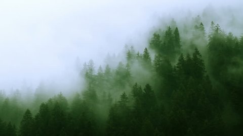 Misty mountain forest Fog blowing over mountain with pine tree forest. Symbolizing mysterious ways of nature with the eternal struggle between light and dark. Time-lapse shot on rainy day. 