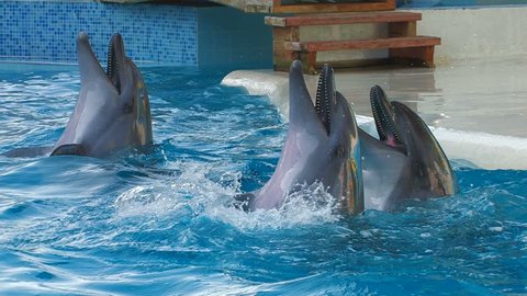 HD  Dolphins performing in a dolphin show, playing with balls, closeup, Canon XH A1, FullHD video, 1080p, 25fps, progressive scan 