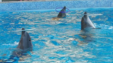 HD Three performing dolphins playing with hoops in blue water, closeup, Canon XH A1, FullHD video, 1080p, 25fps, progressive scan 