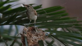 Humming bird making nest in branch of leaves on a plant and bringing food to the nest