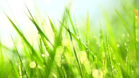 Grass with dew drops. Blurred Grass Background With Water Drops closeup. Nature. Environment concept. Slow motion 240 fps. HD video footage 1080 