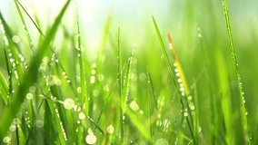 Grass with dew drops. Blurred Grass Background With Water Drops closeup. Nature. Environment concept. Slow motion 240 fps. HD video footage 1920x1080
