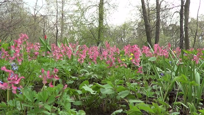 First spring flowers corydalis of pink colour.