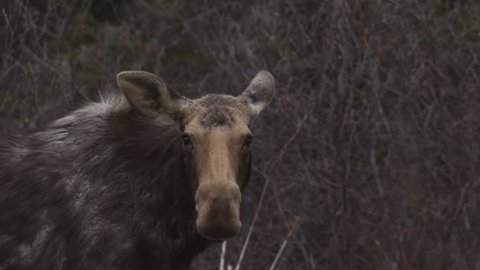 Female Moose in the Spring Time  - Slow Motion Funny Face