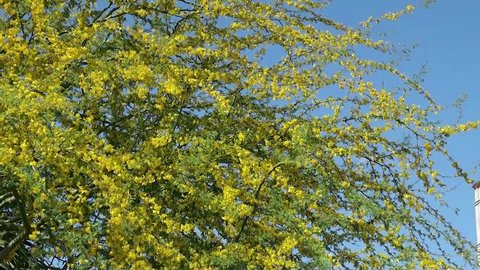 Flowering Palo Verde Tree (Parkinsonia microphylla). Phoenix. Arizona, USA.