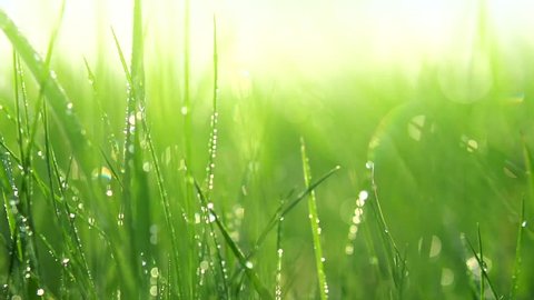 Grass with dew drops. Blurred Grass Background With Water Drops closeup. Nature. Environment concept. Slow motion 240 fps. HD video footage 1920x1080