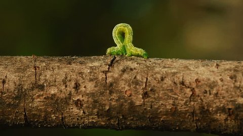 An Inch worm making its way across a tree branch. 
This macro clip can symbolize concepts of persistence, achievement, and determination Stock Video