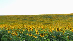 HD Sunflower field, sunflowers swaying from the wind, Canon XH A1, FullHD video, 1080p, 25fps, progressive scan 