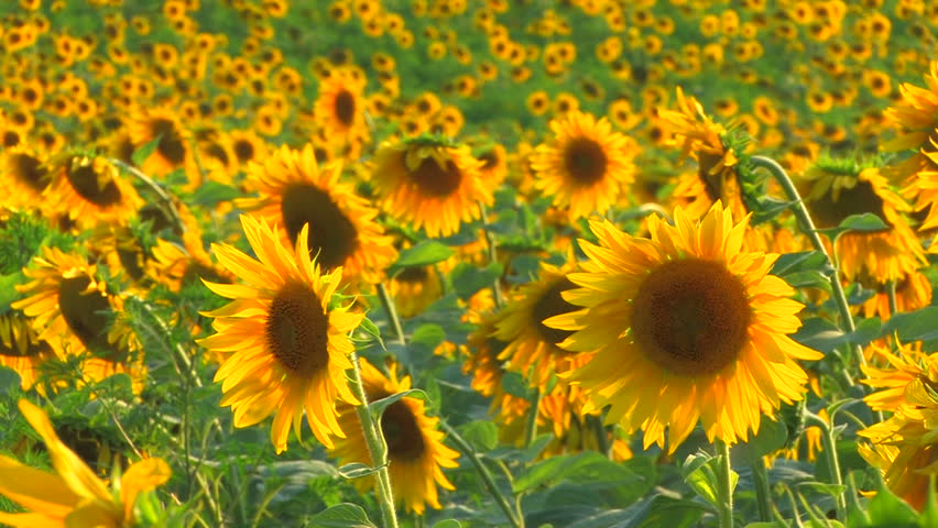 hd sunflower field sunflowers swaying wind Stock Footage Video (100%