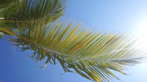 palm leaf in the wind