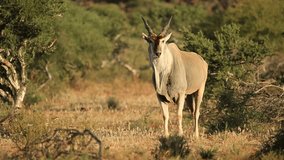 Alert eland antelope (Tragelaphus oryx) in natural habitat, South Africa