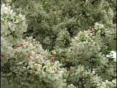 Crap Apple Tree Flowers - clip 2 of 2