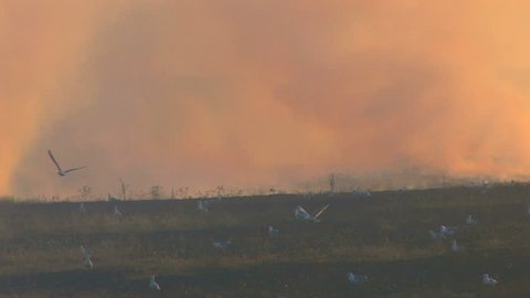 HD Flying birds over the burnt meadow at sunset, Canon XH A1, FullHD video, 1080p, 25fps, progressive scan 