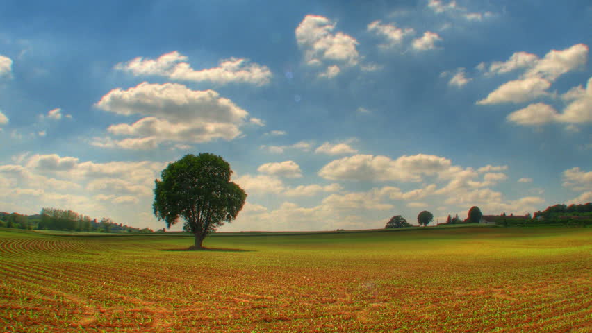 Lonely tree in field, HD time lapse clip, high dynamic range imaging 