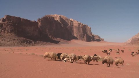 WADI RUM, JORDAN CIRCA 2013 - Sheep and goats are led in the distance by a Bedouin shepherd in Wadi Rum, Jordan.