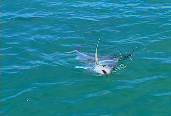 A fisherman reels in a rare Roosterfish, off the coast of Baja California.