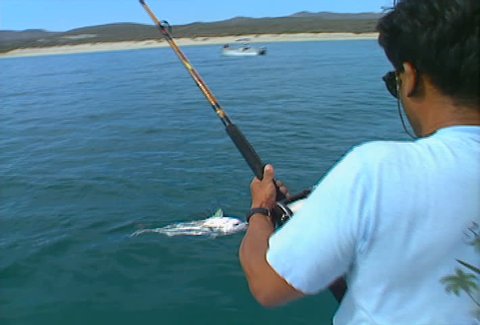 A fisherman reels in a rare Roosterfish, off the coast of Baja California.