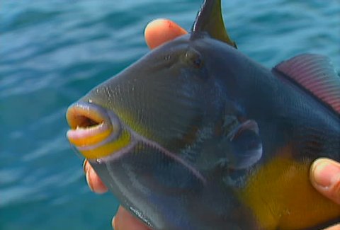 A fisherman holds his prized catch - an Orangeside Triggerfish.