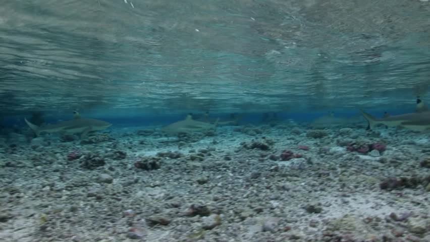 blacktip sharks feeding/ hunting in shallow water, fakarava, french polynesia