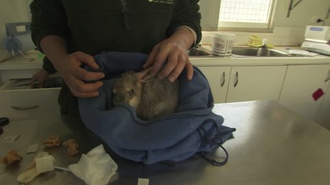 Veterinarian holding a Bilby in a blue cloth bag