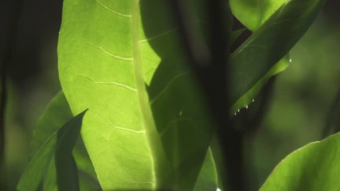 Close up of sunlight on a green, leafy plant