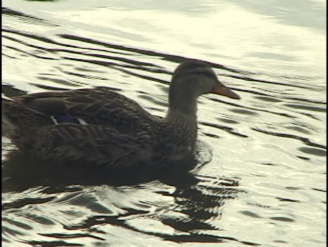 Duck Swimming