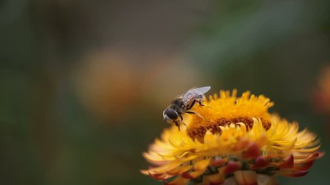 Macro shot of bees feeding on a blooming sunflower.