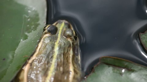 frog in a pond.