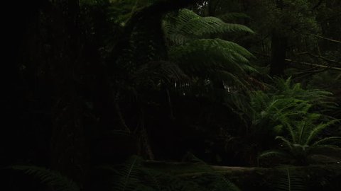 Lush Ferns In A Dark Video Stock A Tema 100 Royalty Free Shutterstock