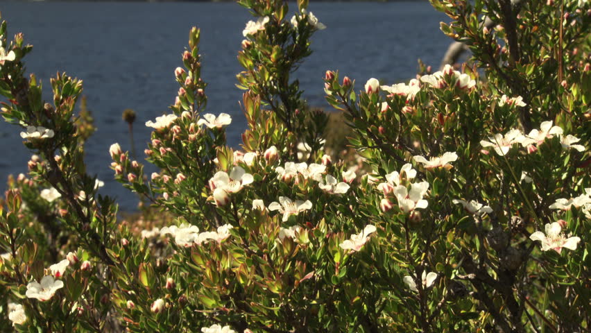 White wildflowers at the edge of a lake