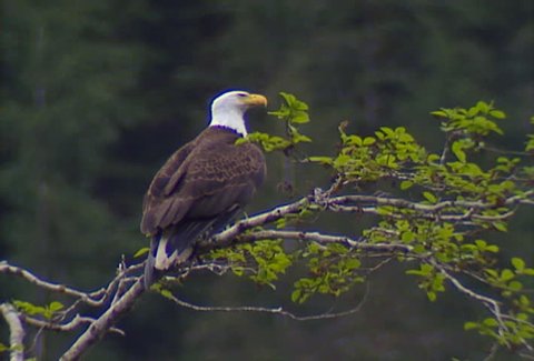 Bald Eagle flies off from his perch in a tree.